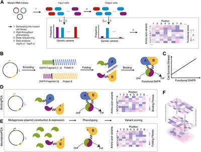 Deep mutational scanning: A versatile tool in systematically mapping genotypes to phenotypes